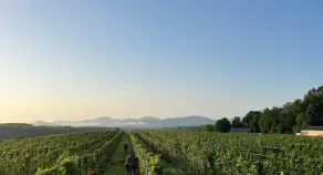 Afton Mountain Vineyards - Image 5