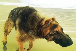2 blocs de la plage, récemment restaurée et Animaux domestiques - Image 3