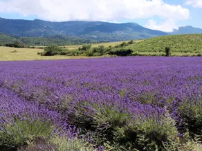 Le Cigalou - Drôme Provencale - Image 5