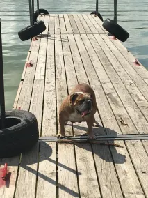 Har din hund brug for en ferie? Vi er kæledyr og venlige folk! - Image 4