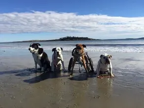 Driftwood Oceanfront Stuga vid Popham Beach Spektakulära vyer från alla rum - Image 2