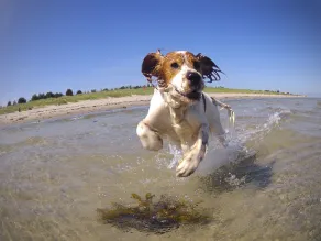 Paws Up Cottage - Image 2