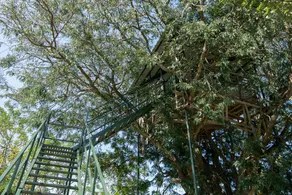 Bamboo banks - Image 3