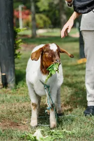 THE MAPLE LODGE - Alpacas, Pigs, Goats, Chickens, Outdoor Pizza Oven, Games Room - Image 3