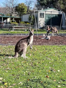 Foxtel - Animais de Estimação - Mt Selwyn - Neve - Yarrongobilly - Caminhada - Peixe - Barcos - Natureza - Image 4