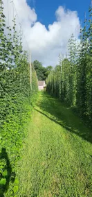 Mardi Gras House – Cozy Cabin on a Peaceful Farm - Image 5