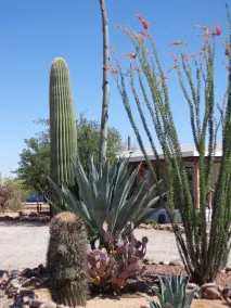 Private Gästehaus neben Saguaro National Monument in der Nähe von Wander - Image 5