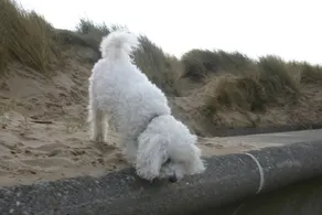 Beach Links - Image 3