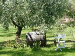 Olive Tree Hill - Image 5