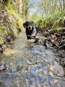 Relax & unwind in comfort in our beautiful pet friendly little cottage - Image 2