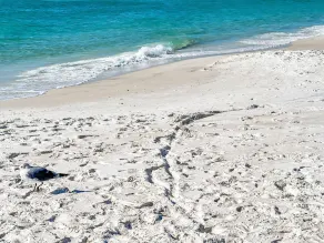 Pompano Palace - 4 Br home by RedAwning - Image 3