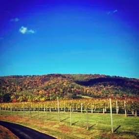 Afton Mountain Vineyards - Image 5