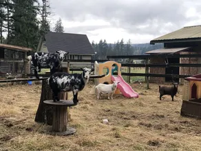 Misty Haven Farm - Image 2