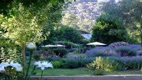 Lavender Hue Lavender Farm B&B - Image 4