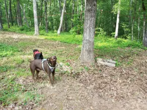 Gnome Hill Cottage - A Rustic Pet-Friendly Cottage In The Woods - Image 2