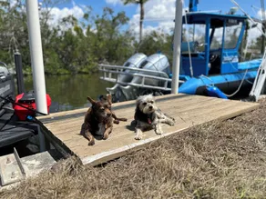 Pet-Friendly / Family-Friendly Waterfront Location de vacances + Dockage bateau gratuit! - Image 2