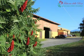 Wohnung mitten im Grünen in der Fattoria delle Rose - Image 2
