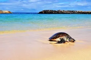 Den mest fantastiske Haleiwa Beach Front Lejlighed - Image 5