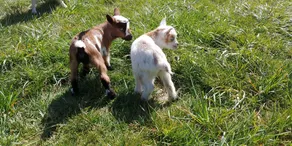 Family Farm B&B - Come Join Us For A Wonderful Farm Experience! - Image 5