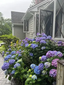 Charming Cottage, breezy, bright and peaceful. Walking distance to beach and bar - Image 5