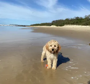 Absolute beachfront- Bush, Beach, Dogs, Relax! - Image 2