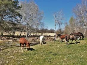 Ferme Equestre Les Coccinelles - Image 5