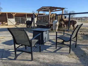 Sleep with Alpacas in Port Hope, an hour away from Toronto - Image 2