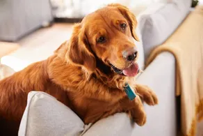 Sleeps 2 -Central Ellesmere -Parking - PetFriendly - Image 4