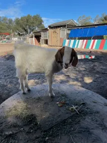 Luxe Home on Boutique Farms with Animals -5 mins from Beach - Image 3