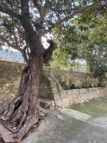 ancient rural house, nature and tranquility - Image 4