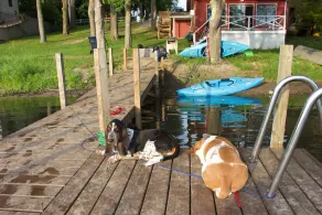 Cozy Private Lake Cottage Minutes to Lake George & Saratoga Springs Pet Friendly - Image 3