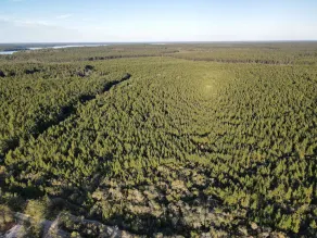 Peaceful campsite -head of Ocala National Forest trails. - Image 5