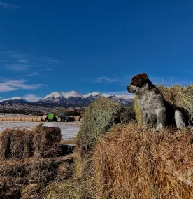 Mountain -Ranch Views! Near River Access! Fly Fishing. - Image 2