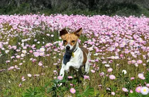 Gully Cottage - Pet Friendly - Image 2