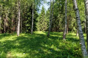Bear Watching and Photography Hide - Image 5