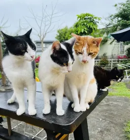 Cat Sky Country Homestay - Image 5