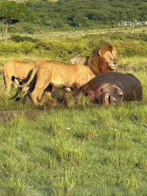 Ripo Wild Safaris - Image 5
