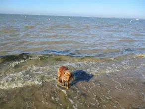 1 minute away, delights of the sea! - Image 5