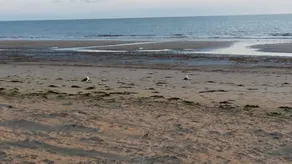 Smuk mainson vendéee ved havet og skoven - Image 5