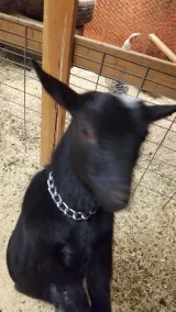 Horsing Around In The Barn (Pet friendly) - Image 3