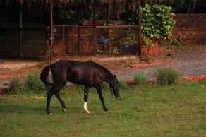 Shivaaz Farms - Goa/Dodamarg - Luxurious Cosy Farm Stay - Image 5
