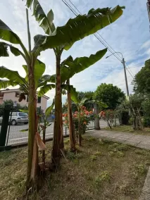 B&B Il Balcone Fiorito - Image 3