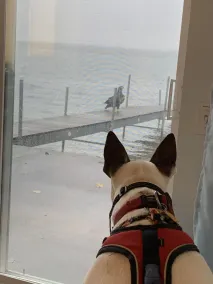 Cozy Dog-friendly Lakefront Vacation Getaway on Cayuga Lake - Image 3