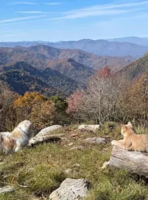 Smoky Mtn National Park View 4 Pet Friendly Hikers Amazing View Smokey Mountains - Image 2