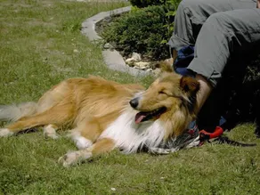 Lejlighed 4, (EF) for 2-4 personer - også f. Gæster m. Hund - Image 3