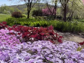 ⭐️Wildflower Country Cottage - Image 2
