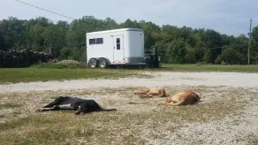 Bonnie's Guesthouse @ Peridot Equine Sanctuary - Image 3