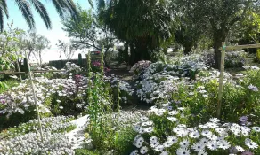 Capoposto -Suite Masseria Celentano - Image 4