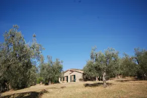 Gemütliche Villa umgeben von Olivenbäumen - Image 4