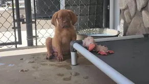Tiny Home in Bulldog Paradise with free puppy love ❤️ - Image 3